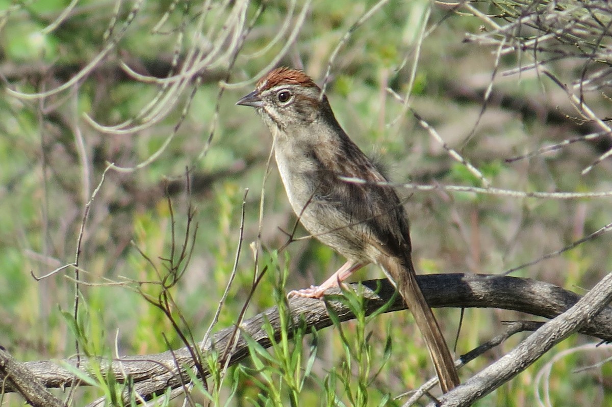 Rufous-crowned Sparrow - Myron Gerhard