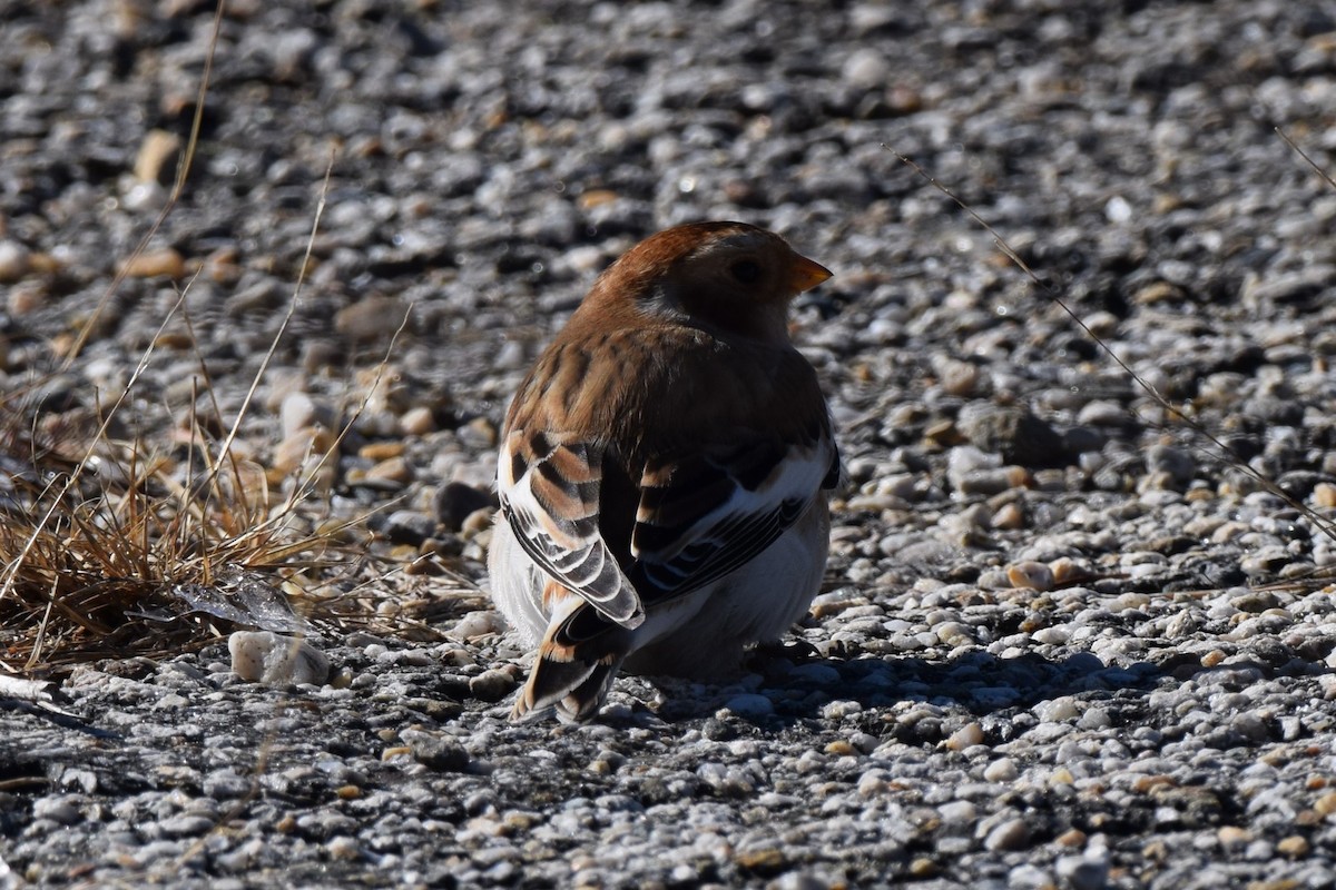 Snow Bunting - ML506653081