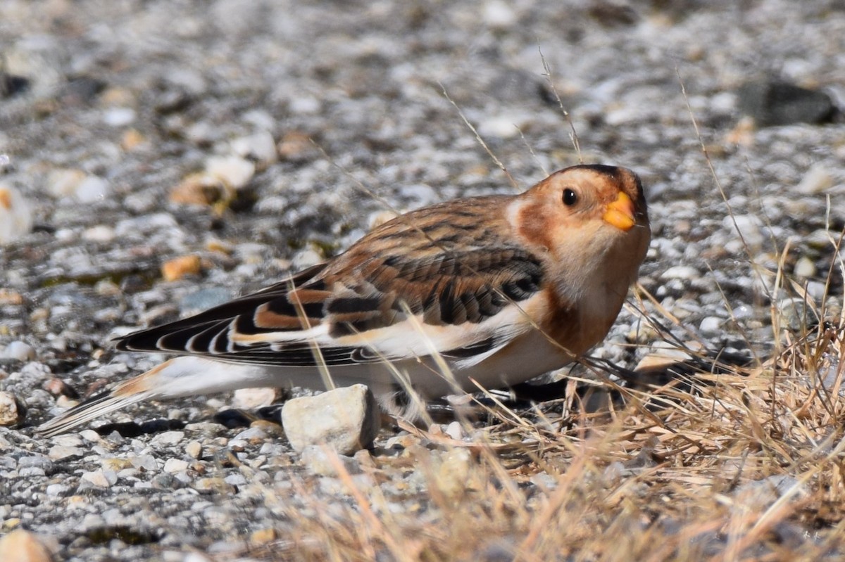 Snow Bunting - ML506653541