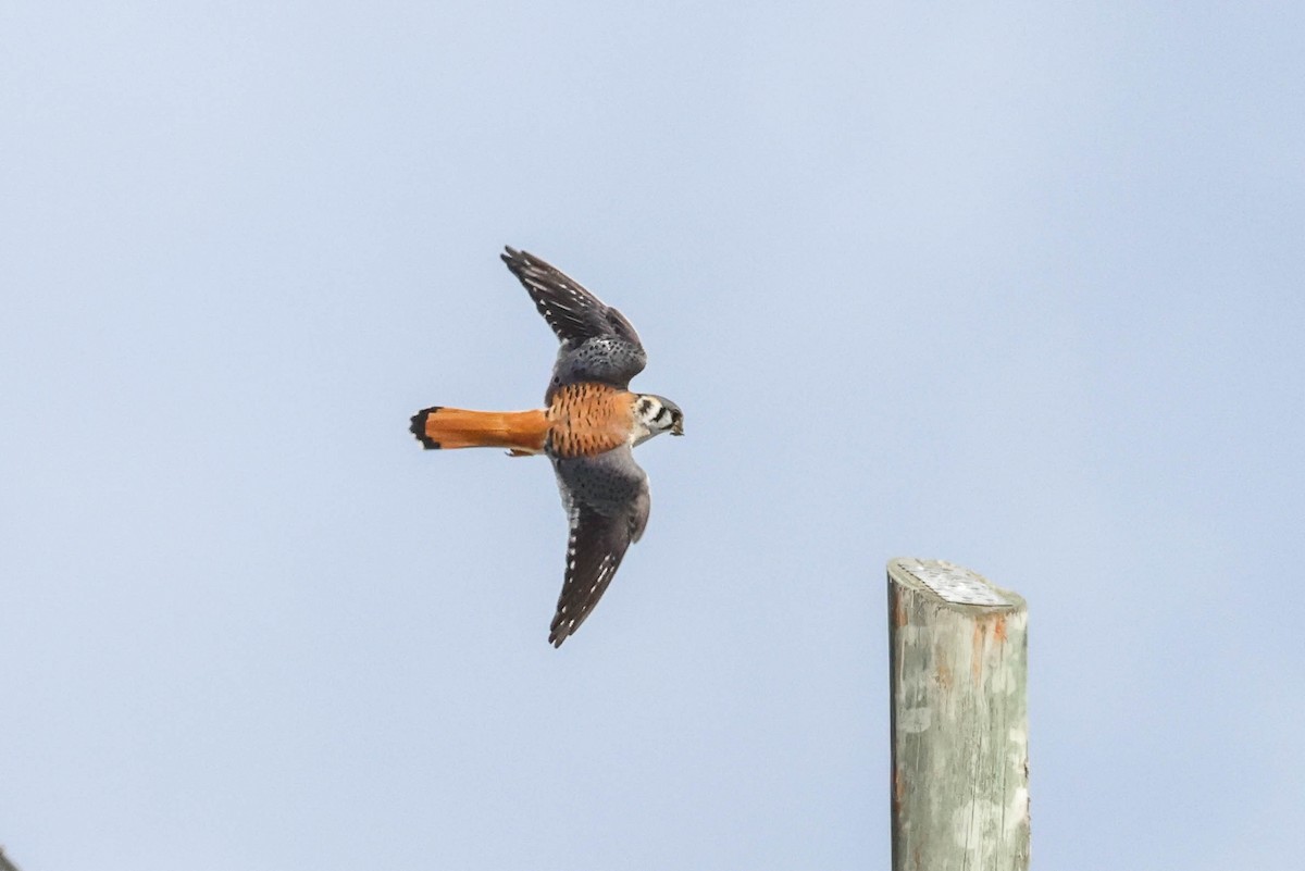 American Kestrel - ML506654331