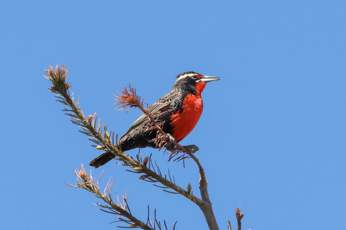 Long-tailed Meadowlark - ML506654541