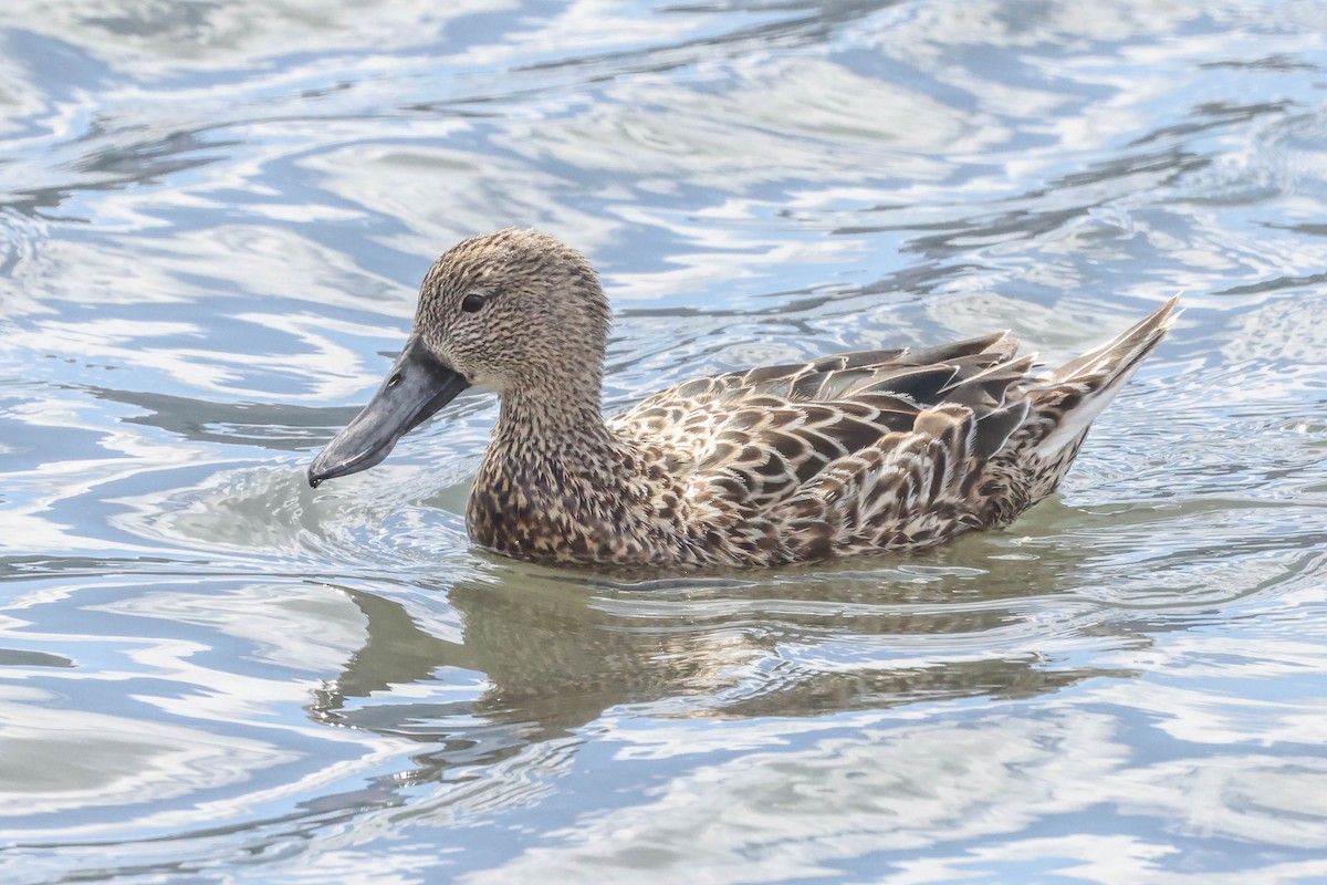 Red Shoveler - ML506654621