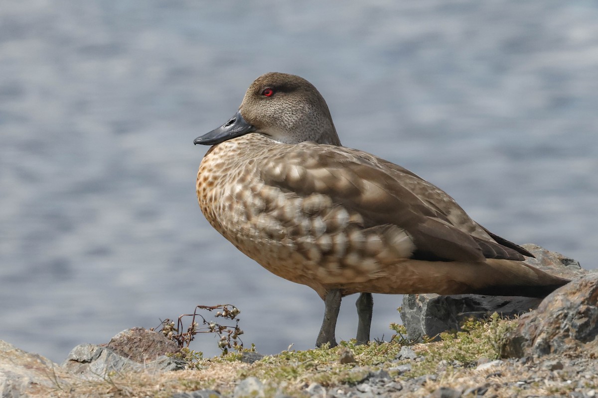 Crested Duck - ML506654691