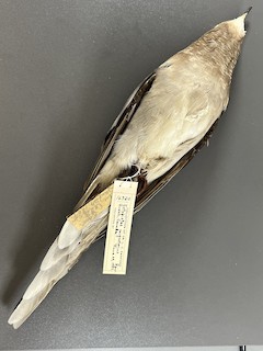  - Passenger Pigeon