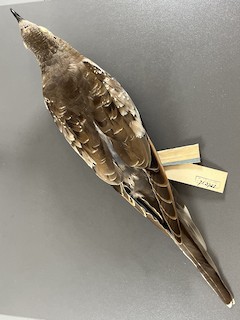  - Passenger Pigeon