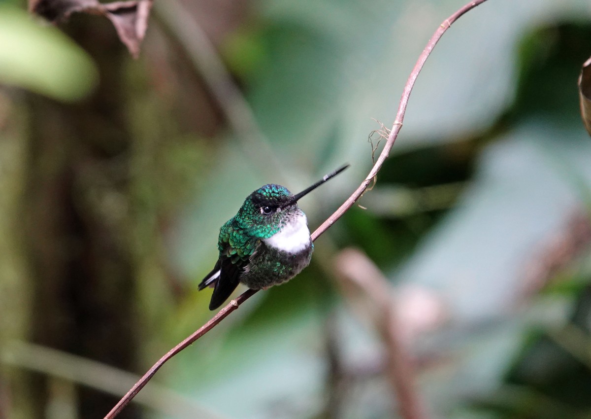 Collared Inca - Roger Robb