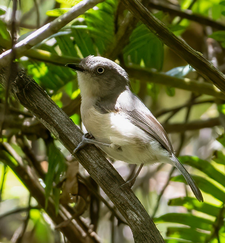 Common Newtonia - Kenneth Eyster