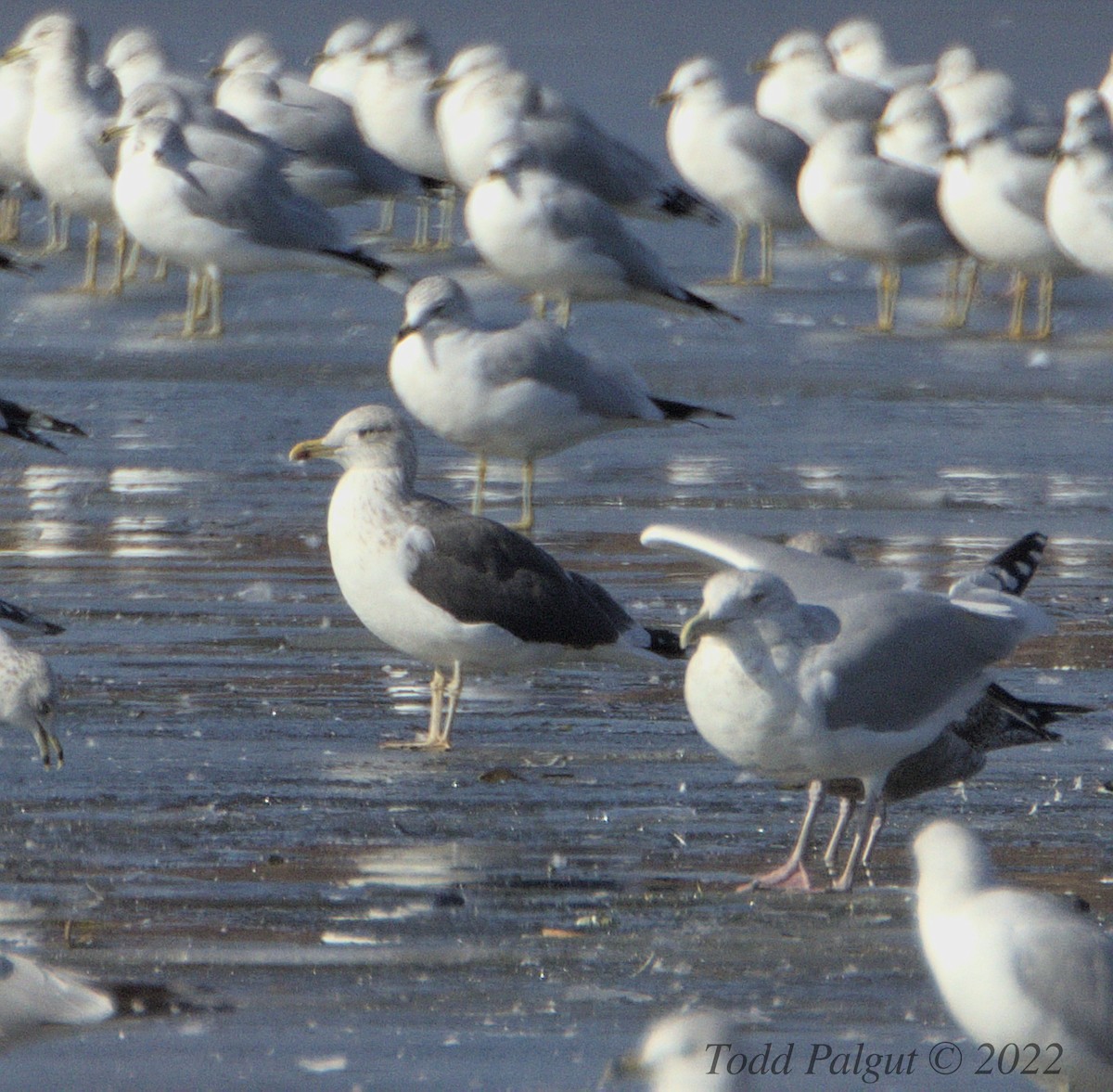 Lesser Black-backed Gull - t palgut