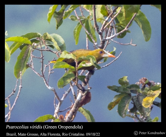 Yeşil Oropendula - ML506664431