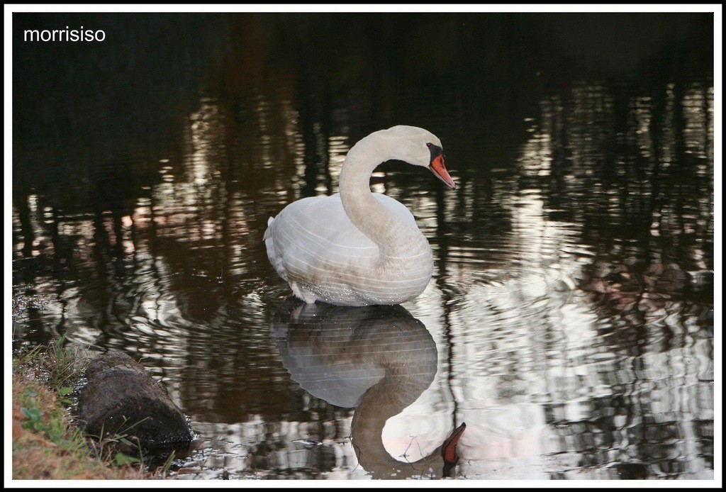 Mute Swan - Neal Morris