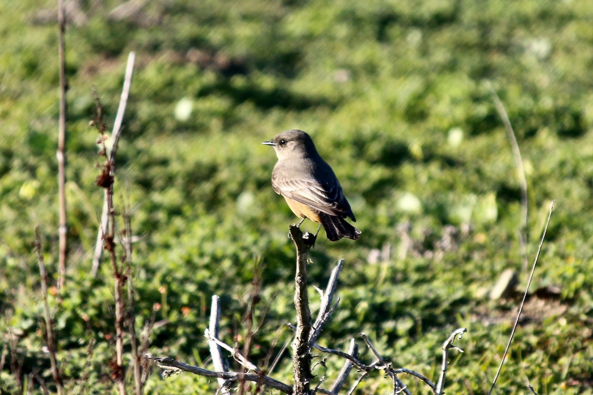 Say's Phoebe - Simon Westley