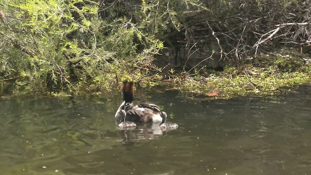 Great Crested Grebe - ML506665171