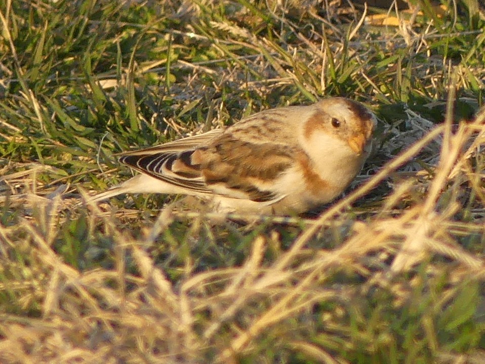 Snow Bunting - ML506665321