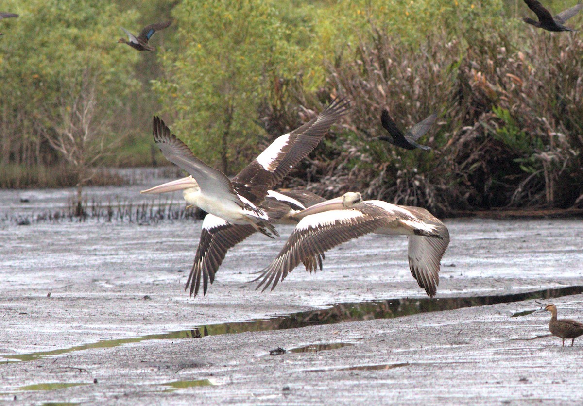 pelikán australský - ML506666861