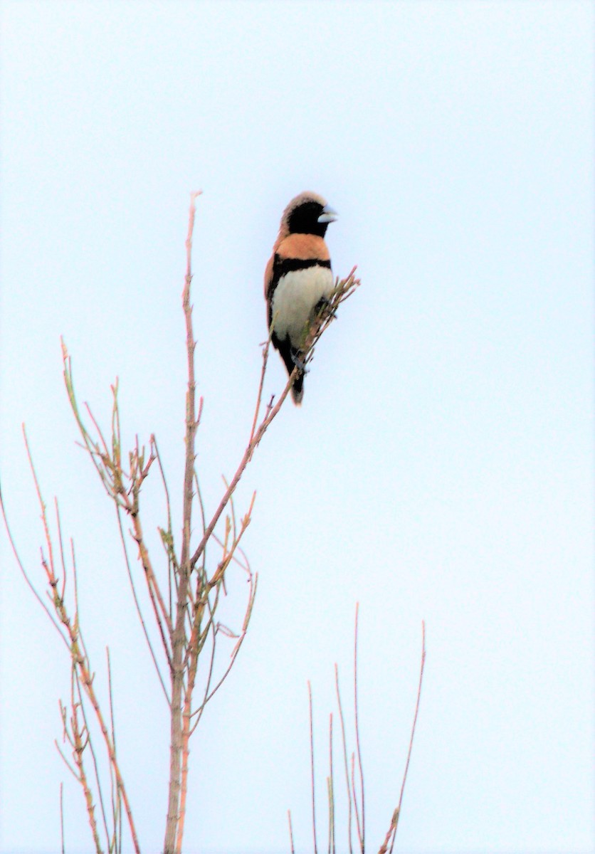 Chestnut-breasted Munia - Greg Roberts