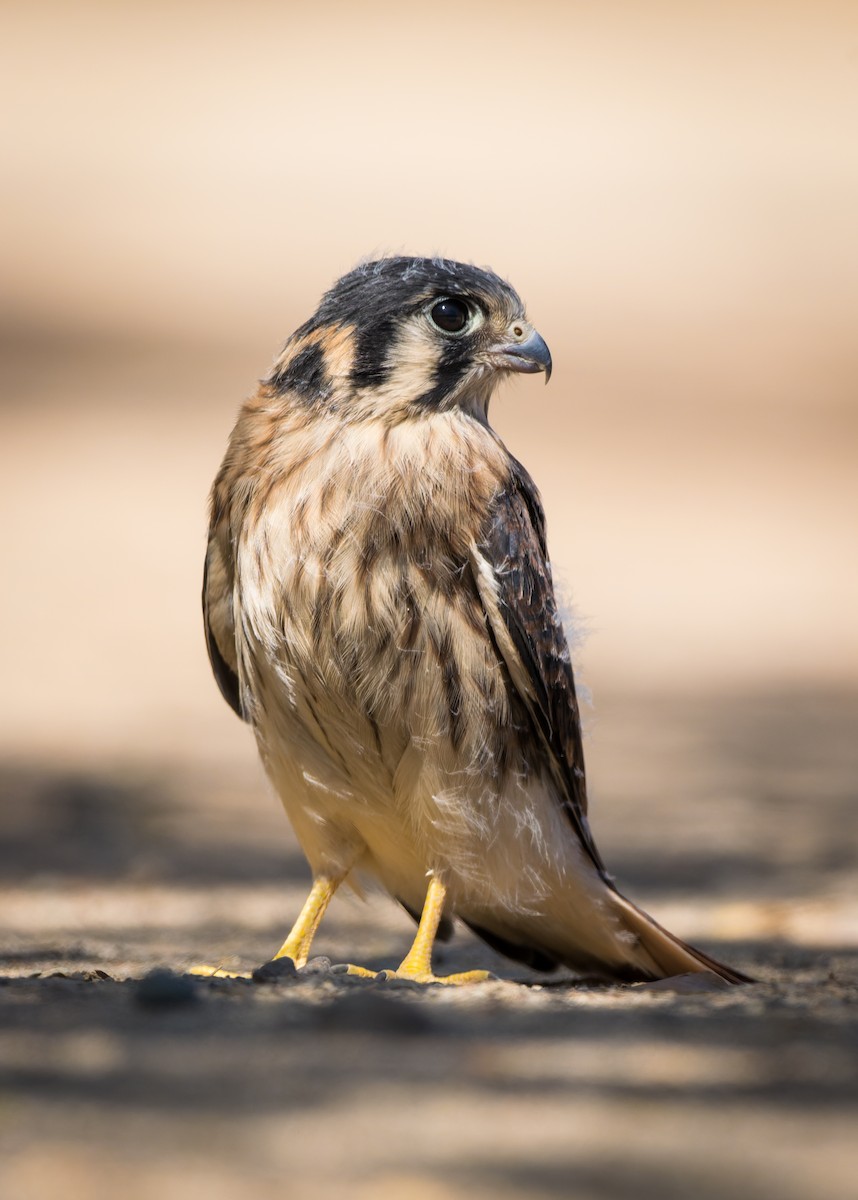 American Kestrel - ML506667051