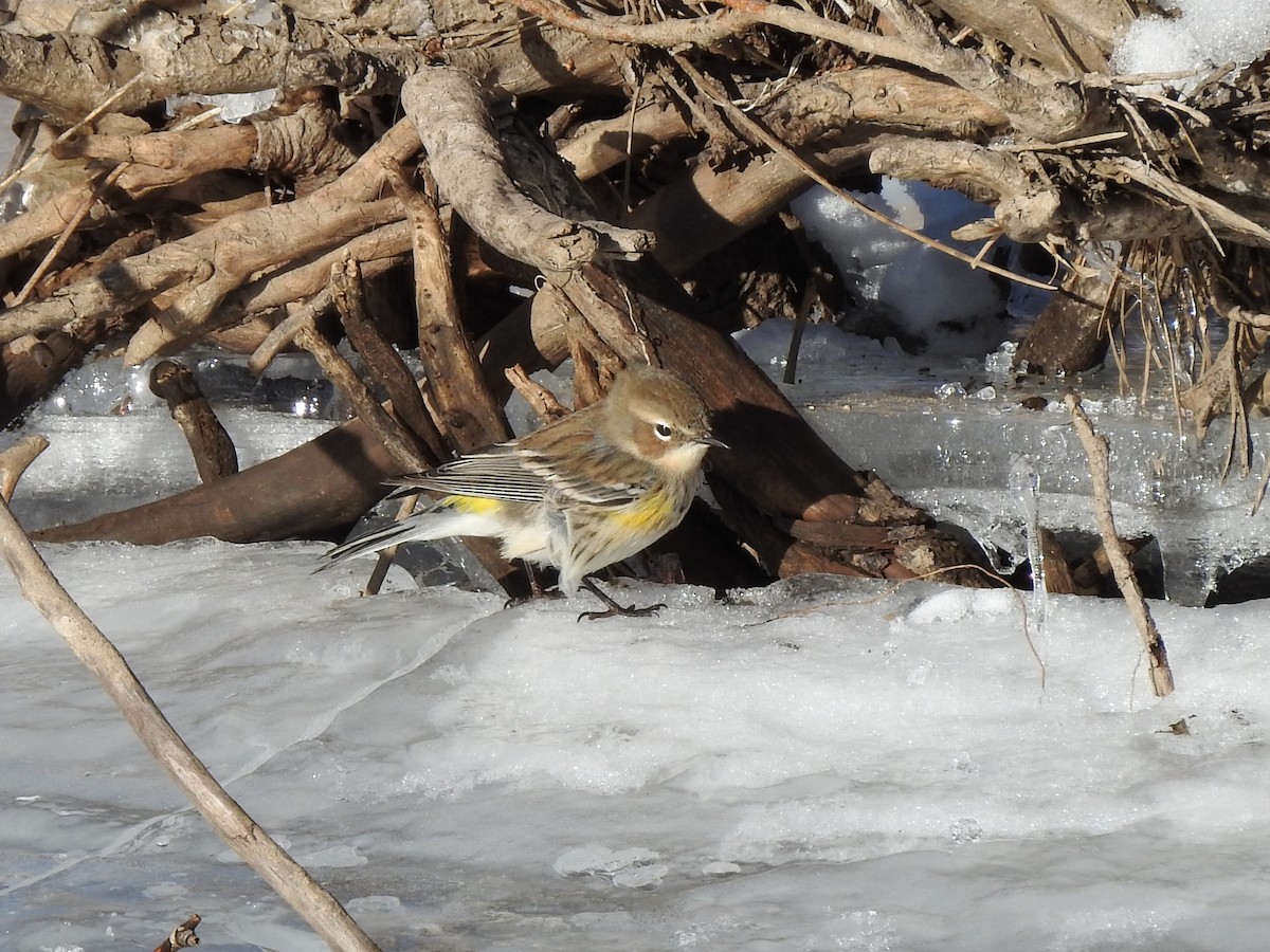Yellow-rumped Warbler - ML506667741