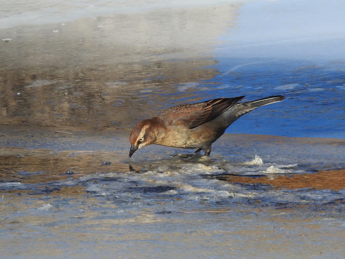 Rusty Blackbird - ML506667821