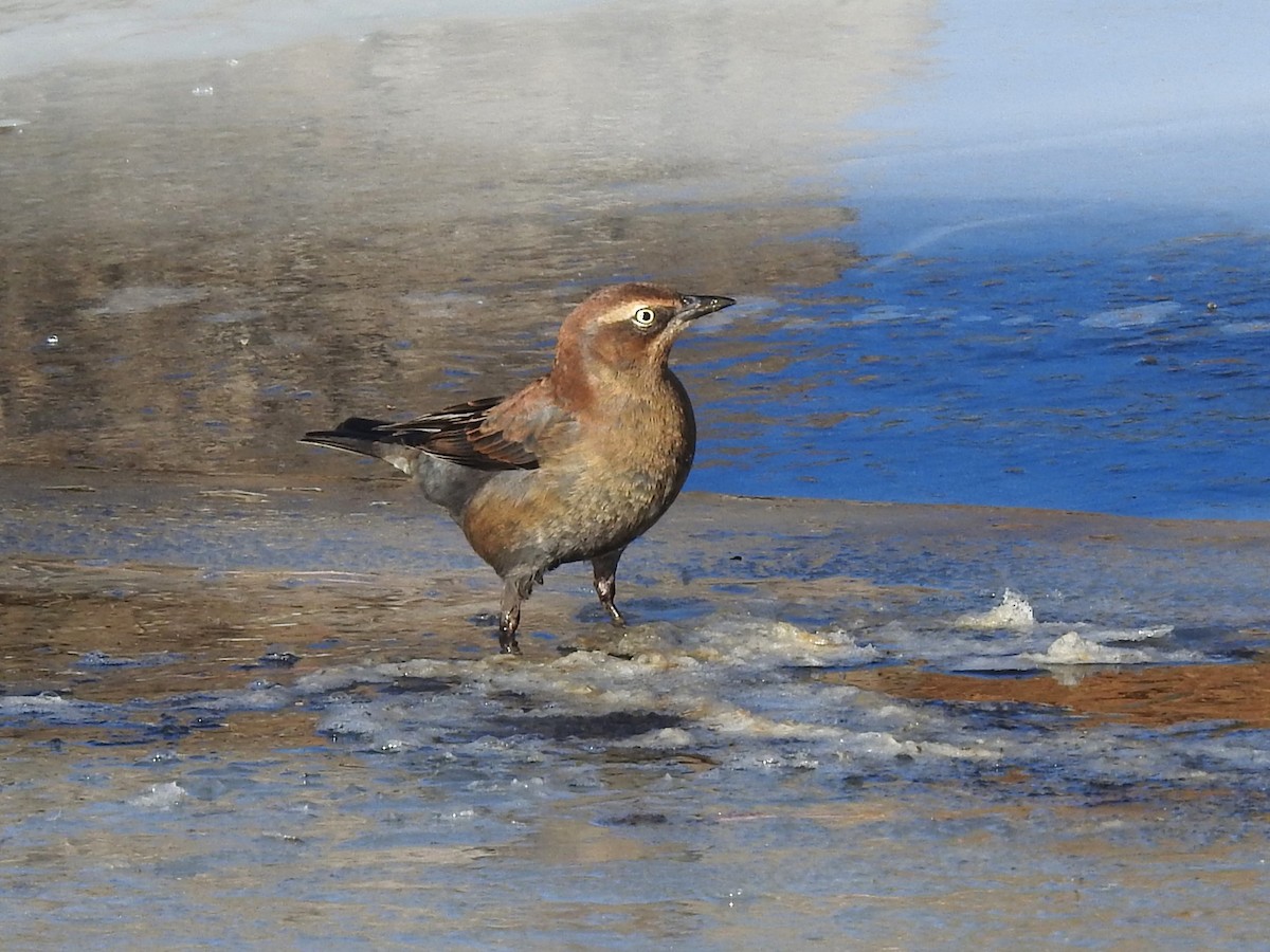 Rusty Blackbird - ML506667841