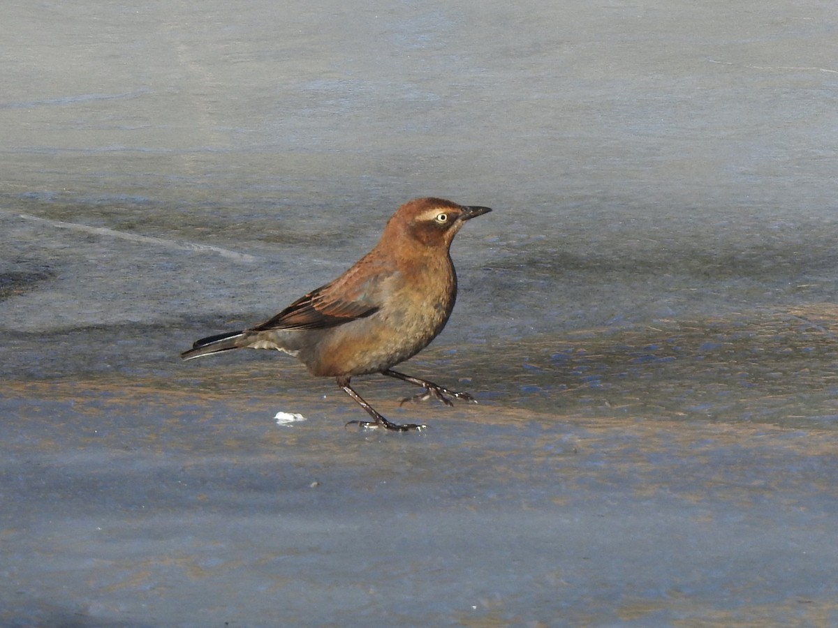 Rusty Blackbird - ML506667901