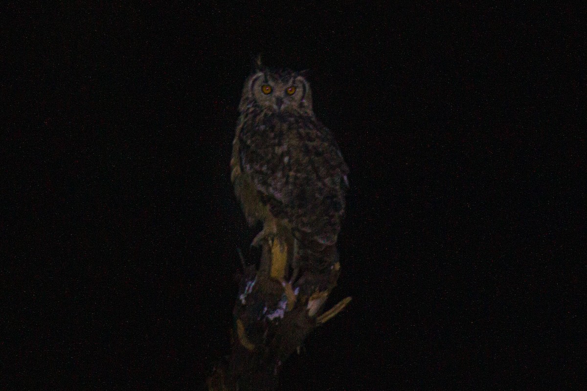 Rock Eagle-Owl - ML506671971