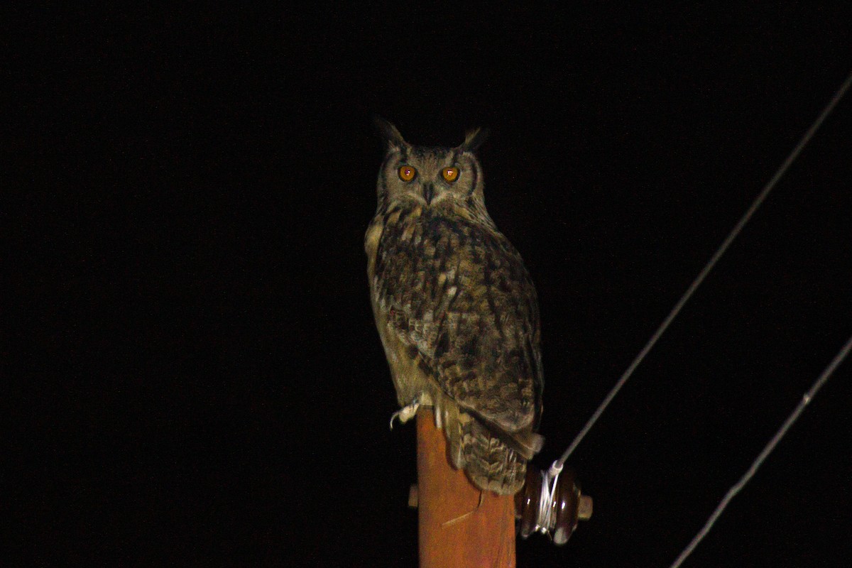 Rock Eagle-Owl - ML506671991