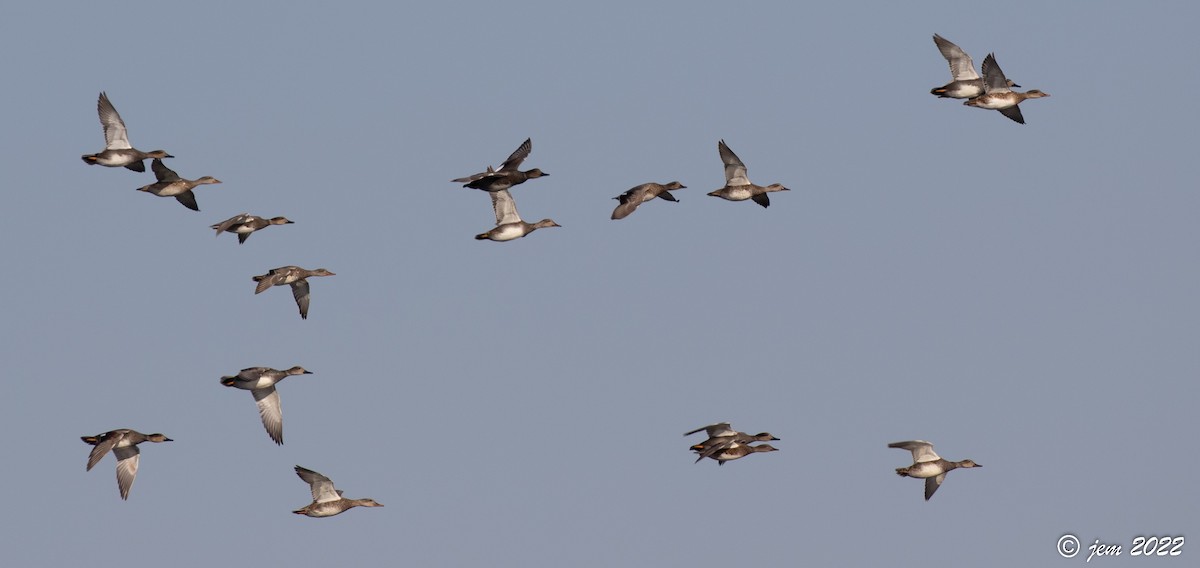 Gadwall - Carl & Judi Manning