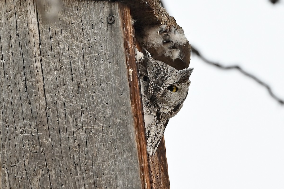 Western Screech-Owl - Bill Schneider