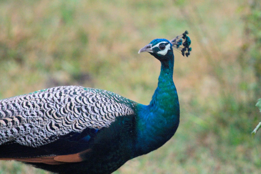 Indian Peafowl - ML50667491