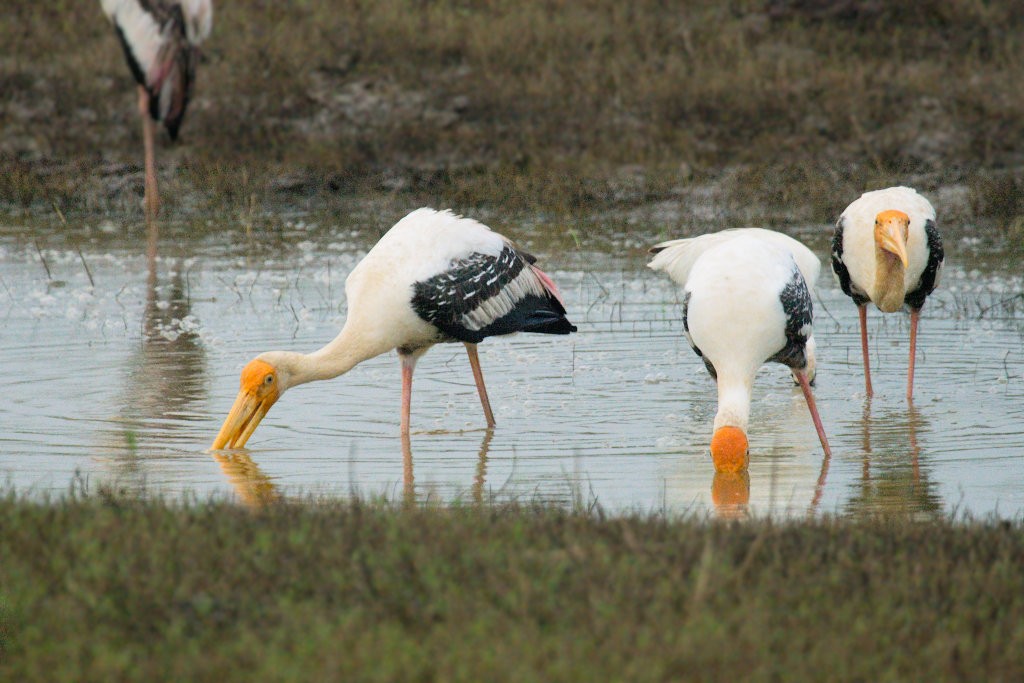 Painted Stork - ML50667531