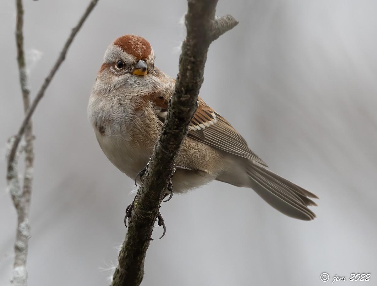 American Tree Sparrow - ML506675351