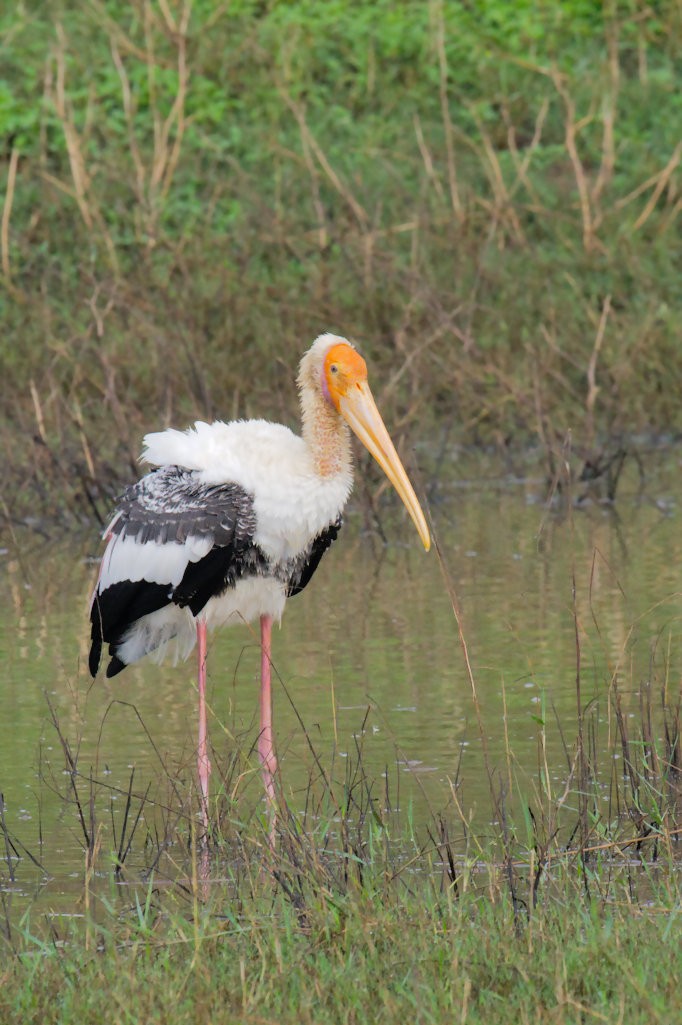 Painted Stork - ML50667701