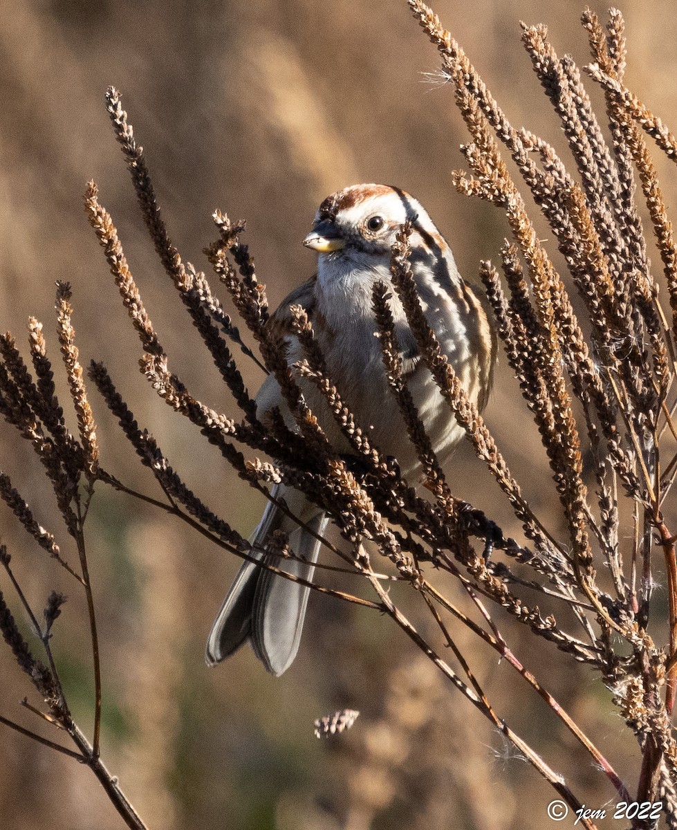 American Tree Sparrow - ML506677141