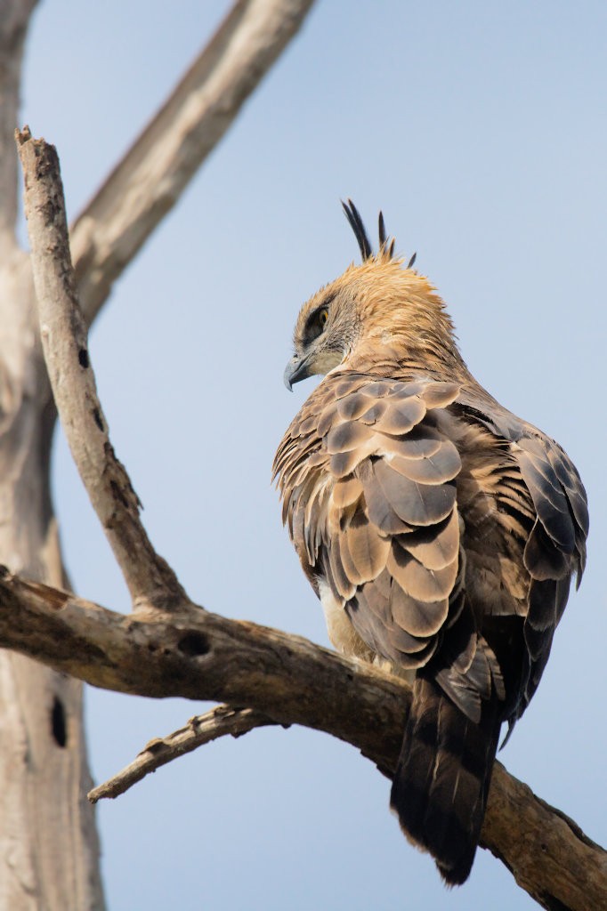 Changeable Hawk-Eagle (Crested) - Don-Jean Léandri-Breton