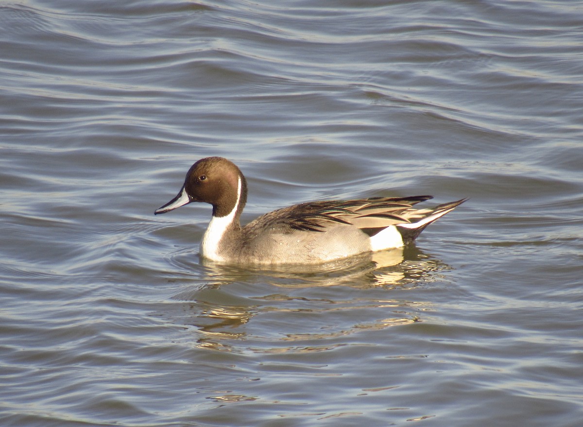 Northern Pintail - ML506680111