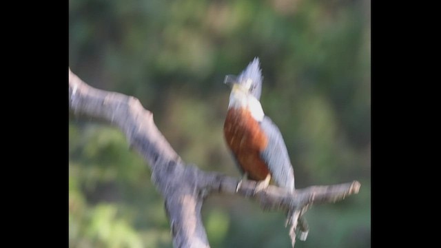 Ringed Kingfisher - ML506681671