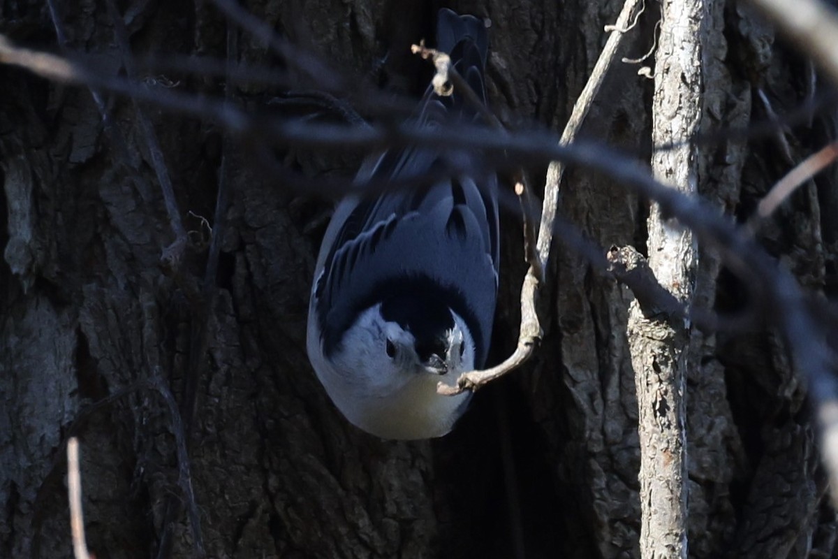 White-breasted Nuthatch - ML506681831
