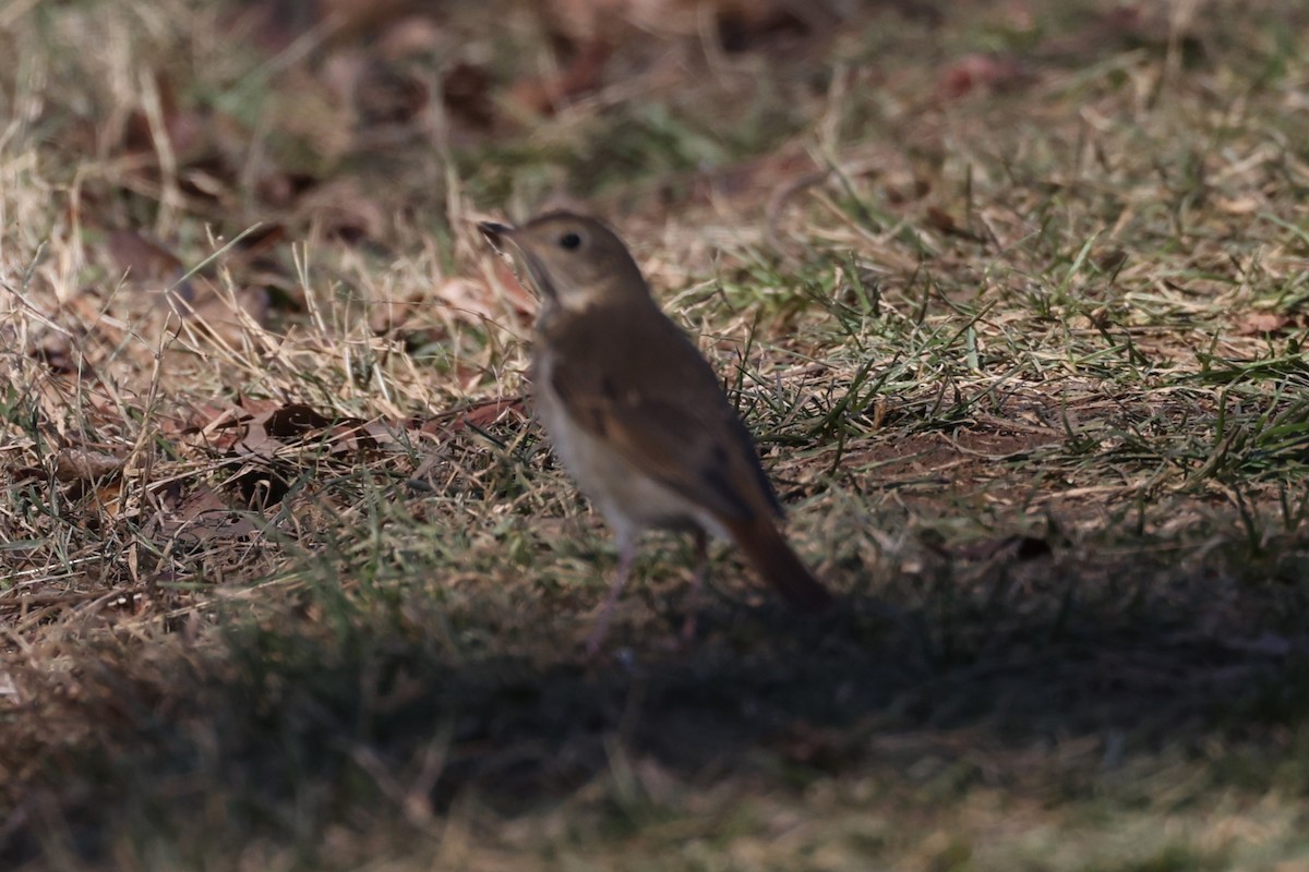 Hermit Thrush - ML506681971