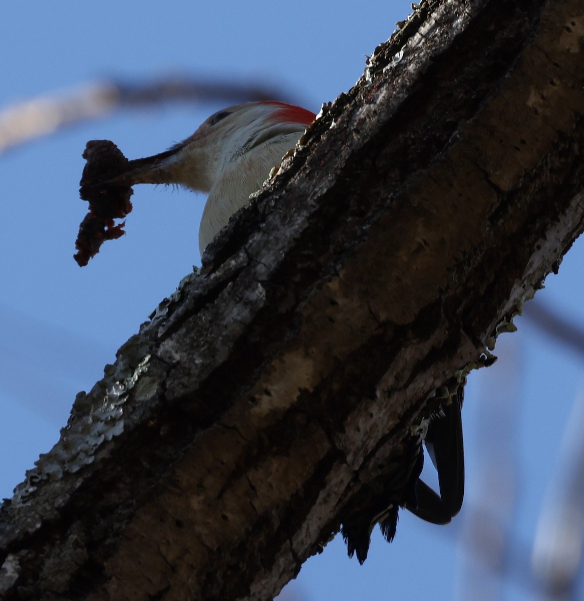 Red-bellied Woodpecker - ML506682231