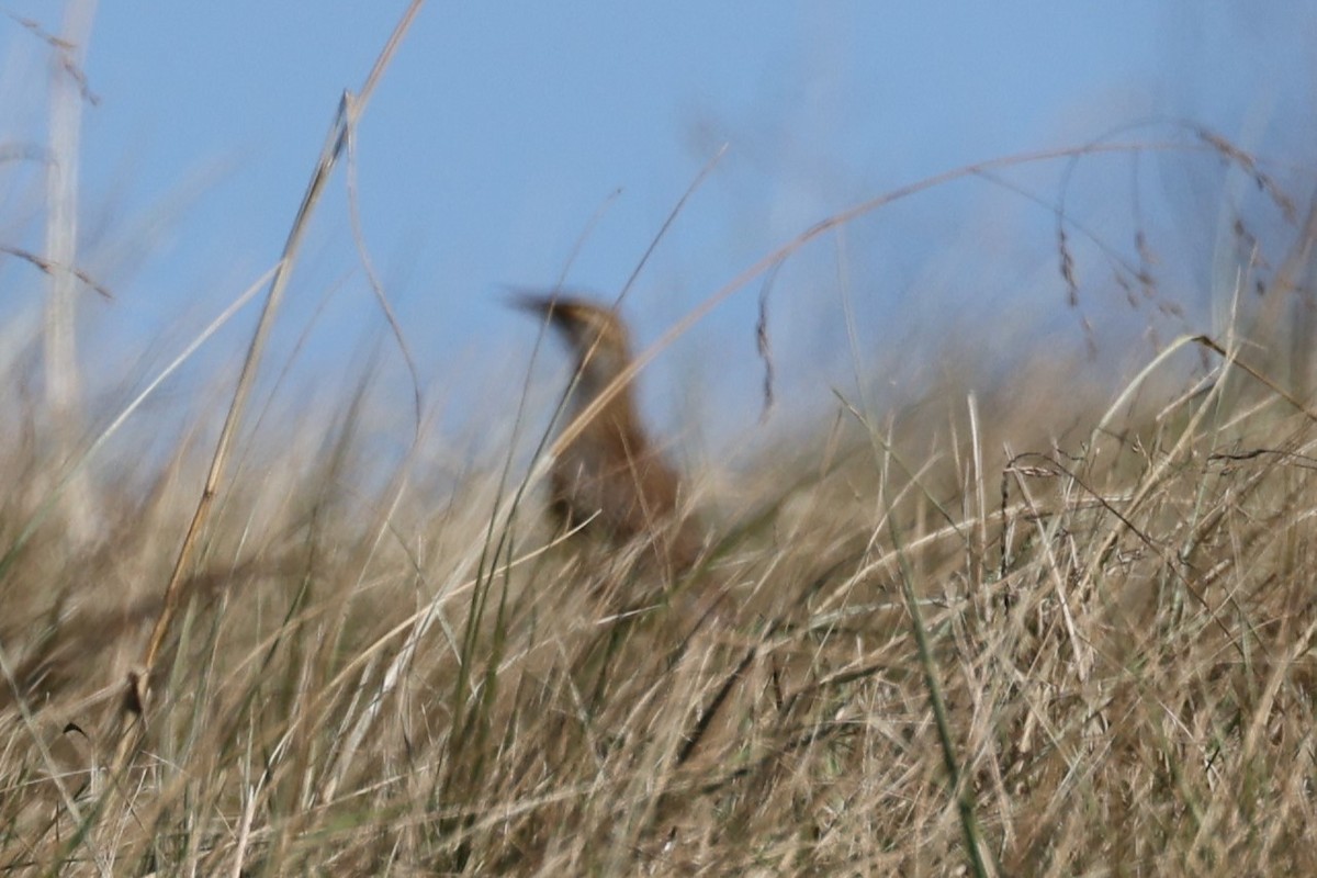 Eastern Meadowlark - ML506682551