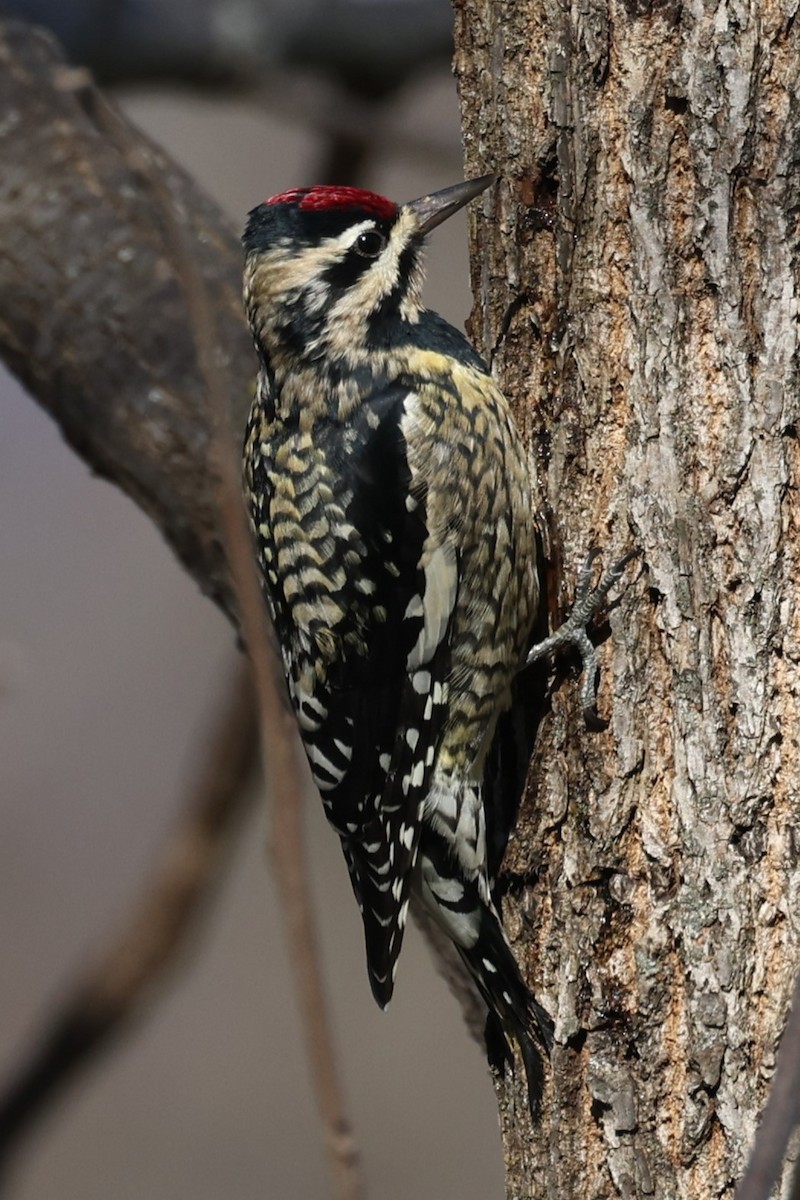 Yellow-bellied Sapsucker - ML506682781