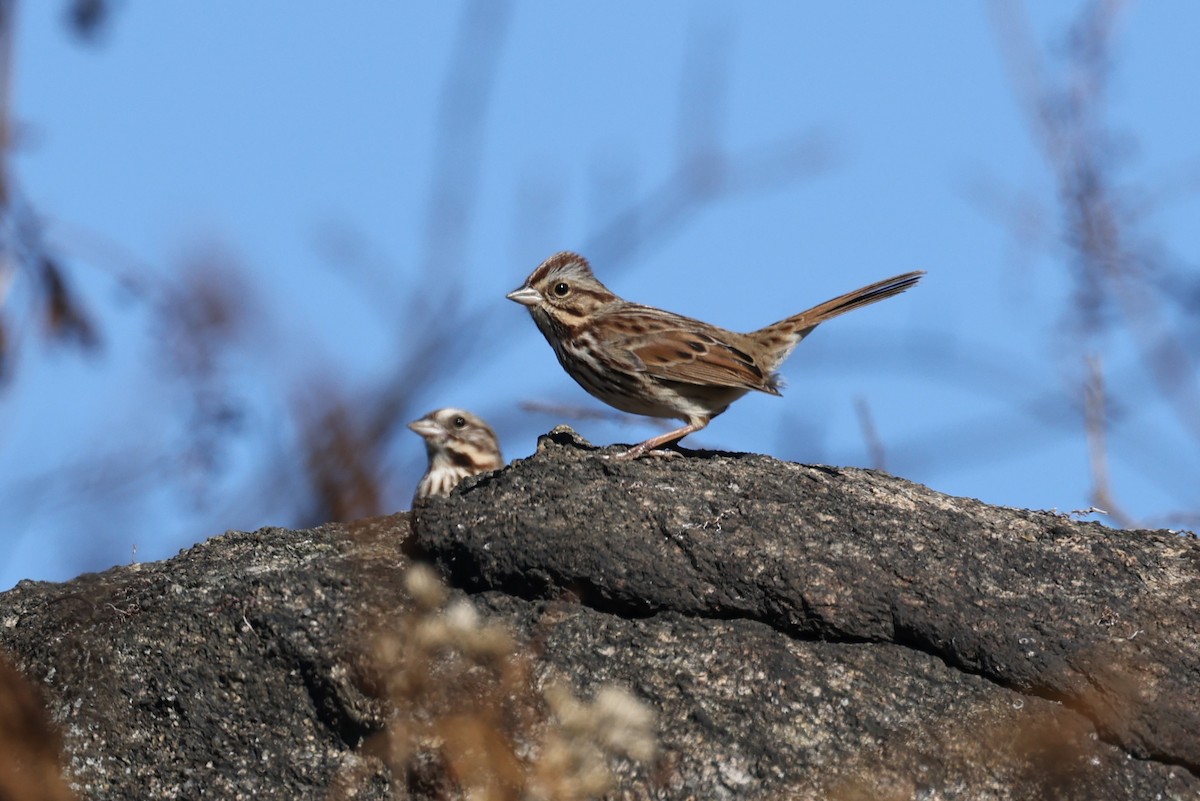 Song Sparrow - ML506683181