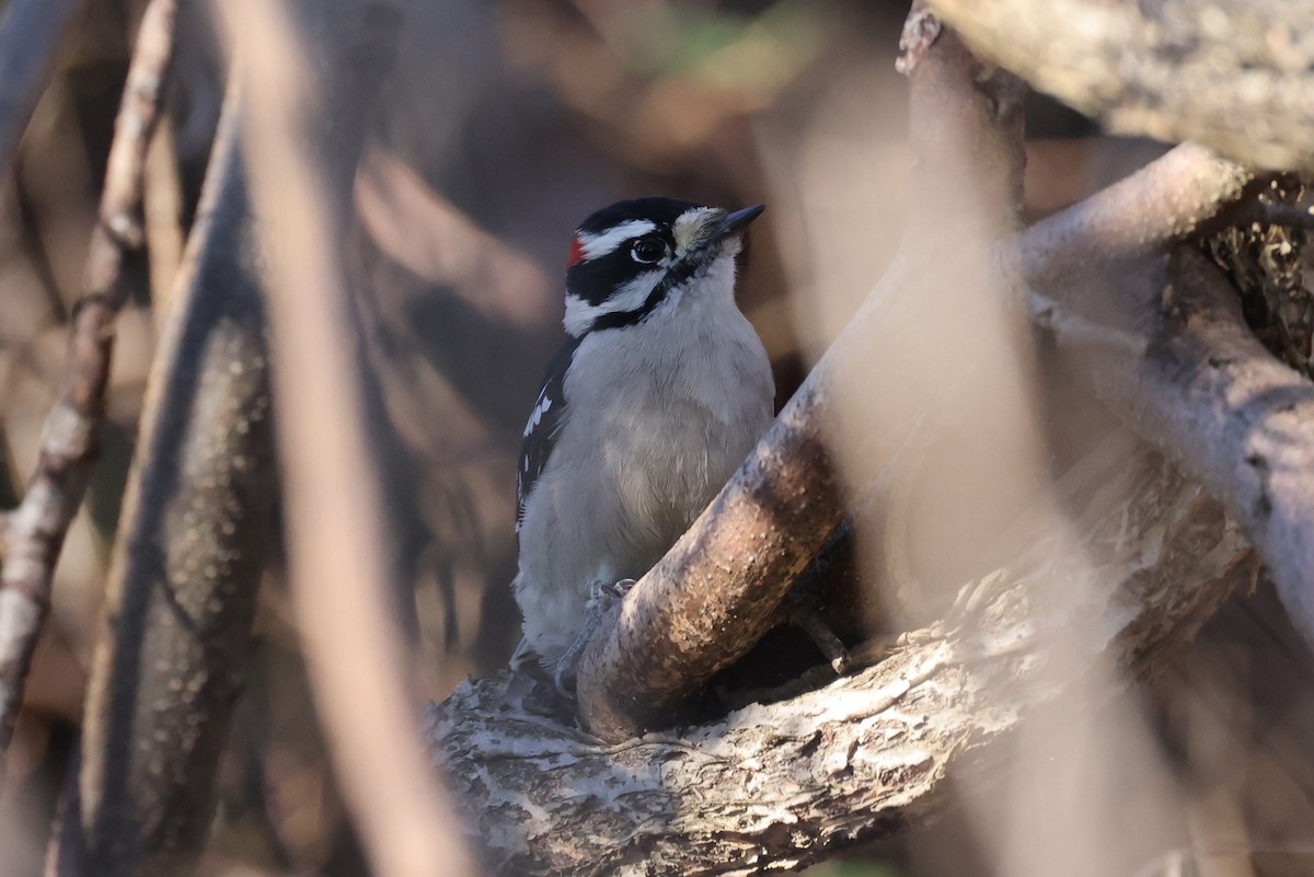 Downy Woodpecker - ML506683301