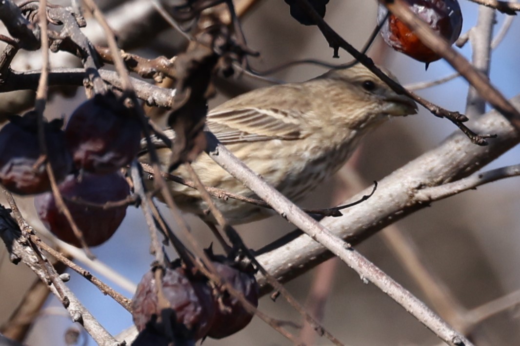 House Finch - ML506684281