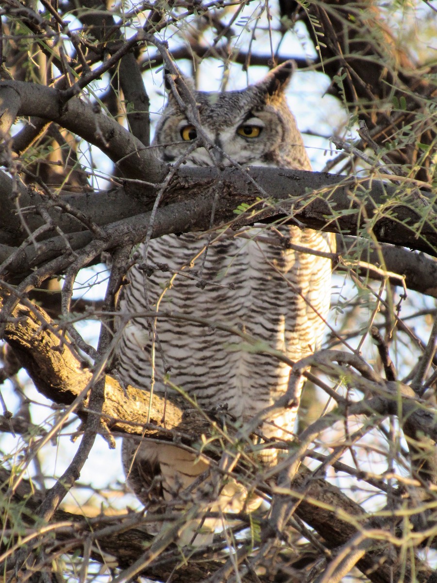 Great Horned Owl - ML506684371