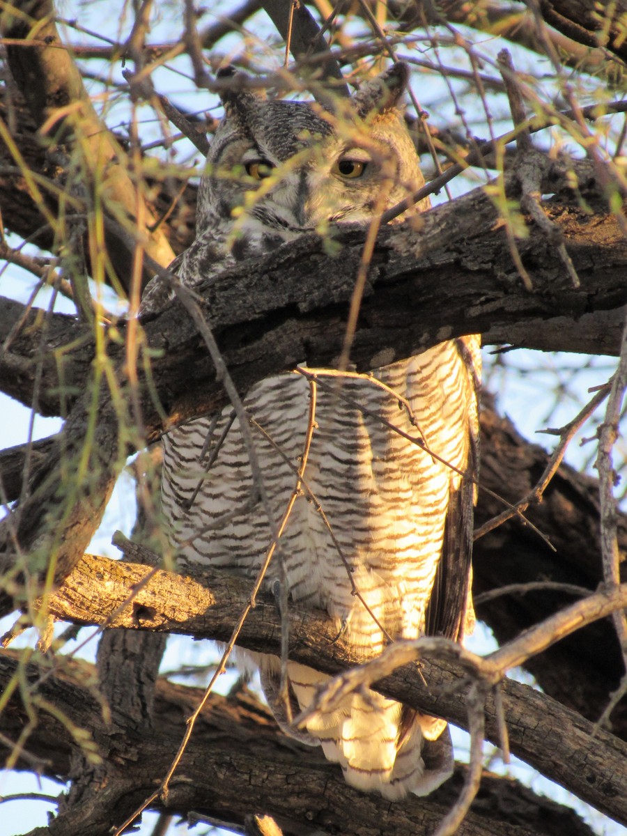 Great Horned Owl - ML506684381