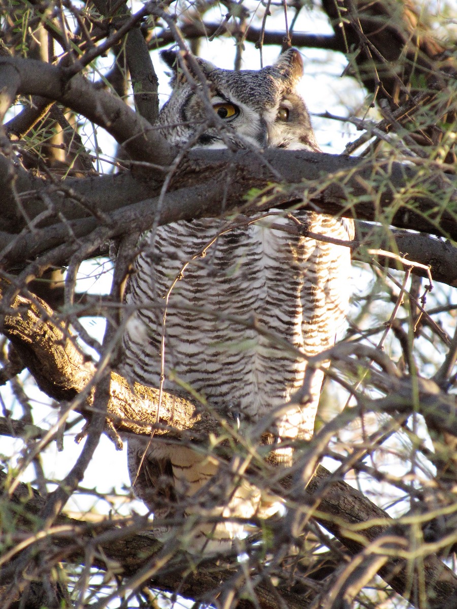 Great Horned Owl - ML506684391