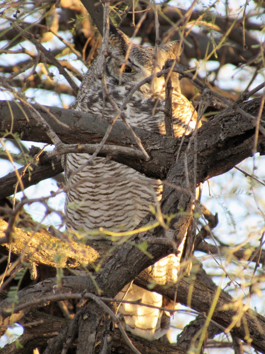 Great Horned Owl - ML506684401