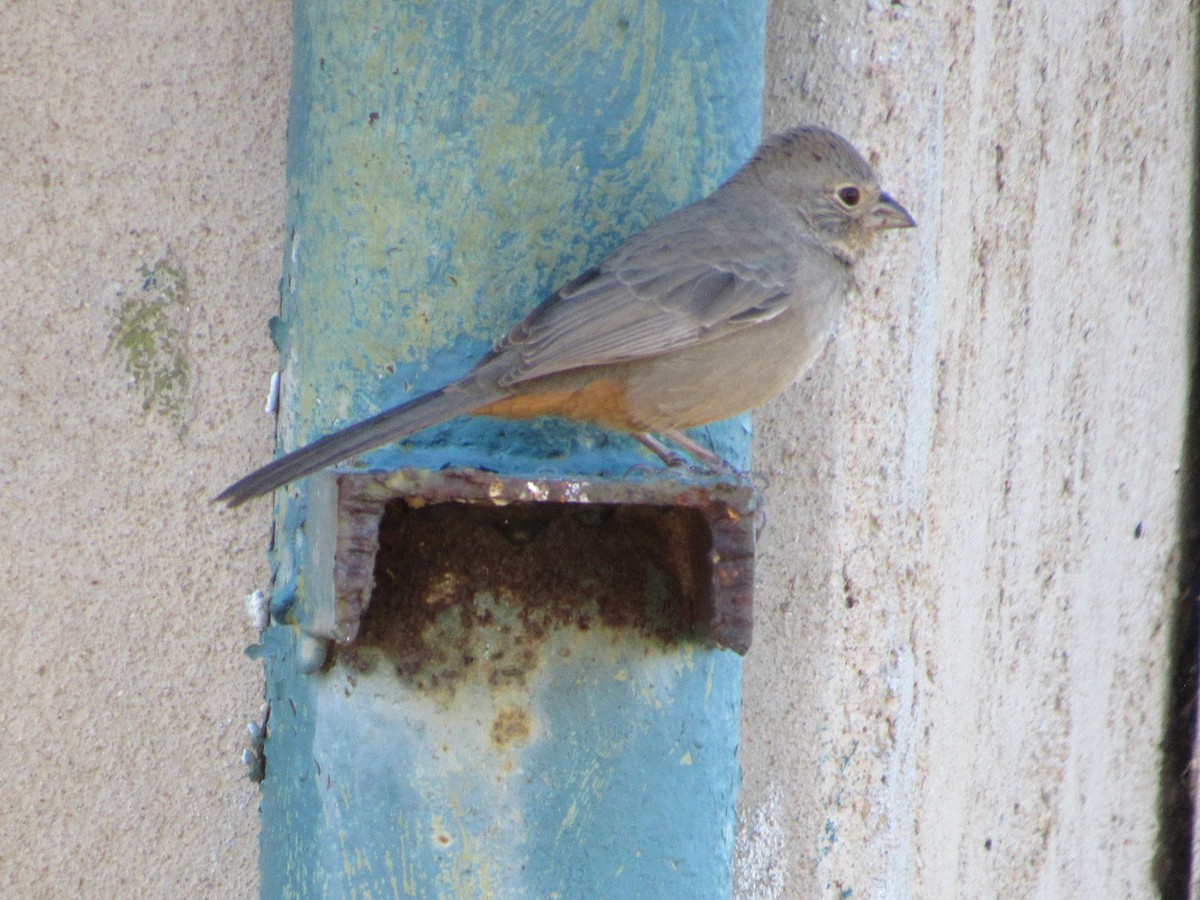 Canyon Towhee - ML506684531