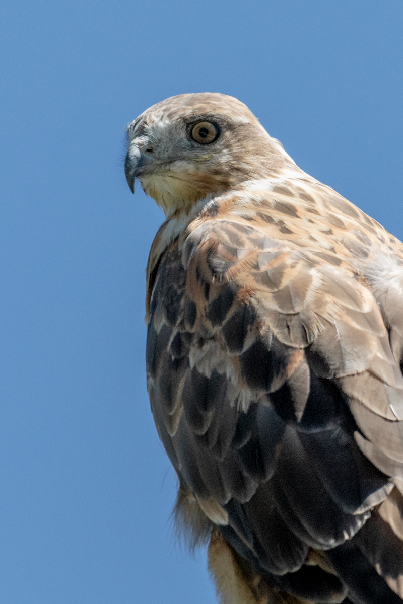 Upland Buzzard - Boris Li